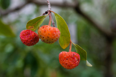 20 HIMALAYAN DOGWOOD / STRAWBERRY Tree Cornus Capitata White & Pink Flower Red Fruit Seeds